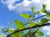 Un zucchini dans le ciel / zucchini in the sky